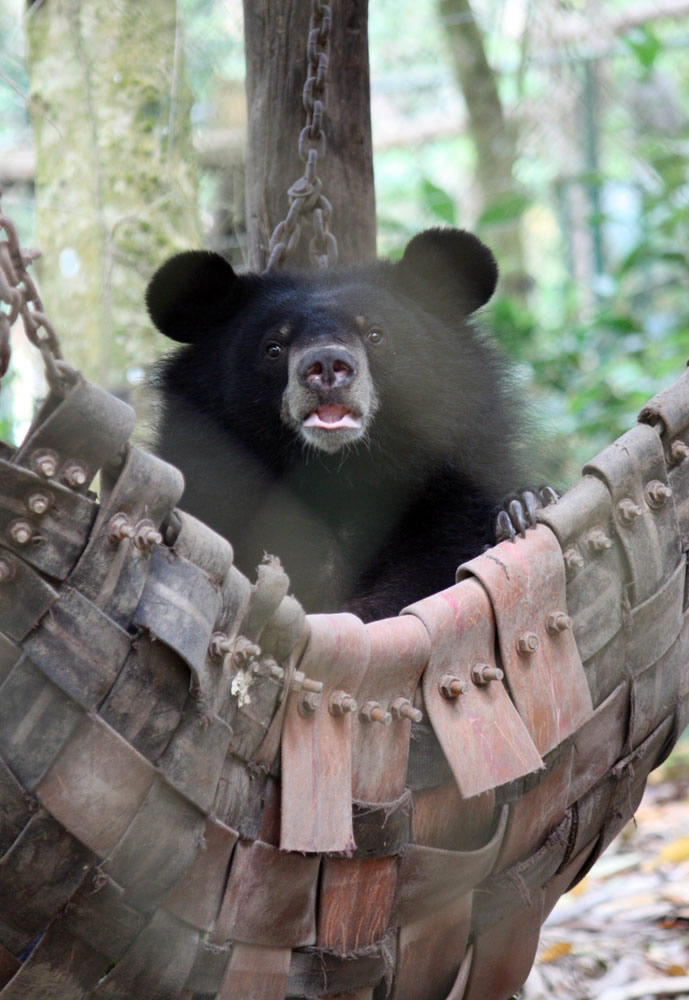 Ein Asiatischer Schwarzbär in einer Hängematte im Kuangsi-Schutzgebiet in Laos.