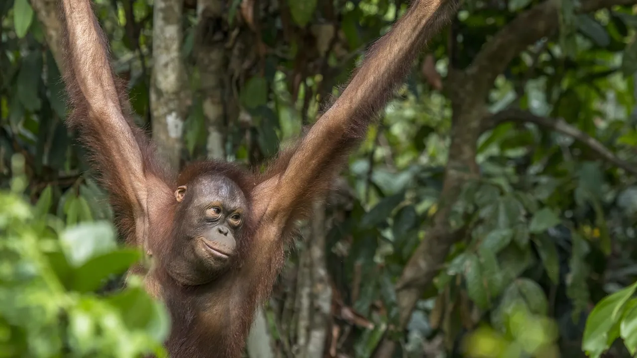 A wild Bornean orangutan (Pongo pygmaeus) moving through the forest canopy in Borneo