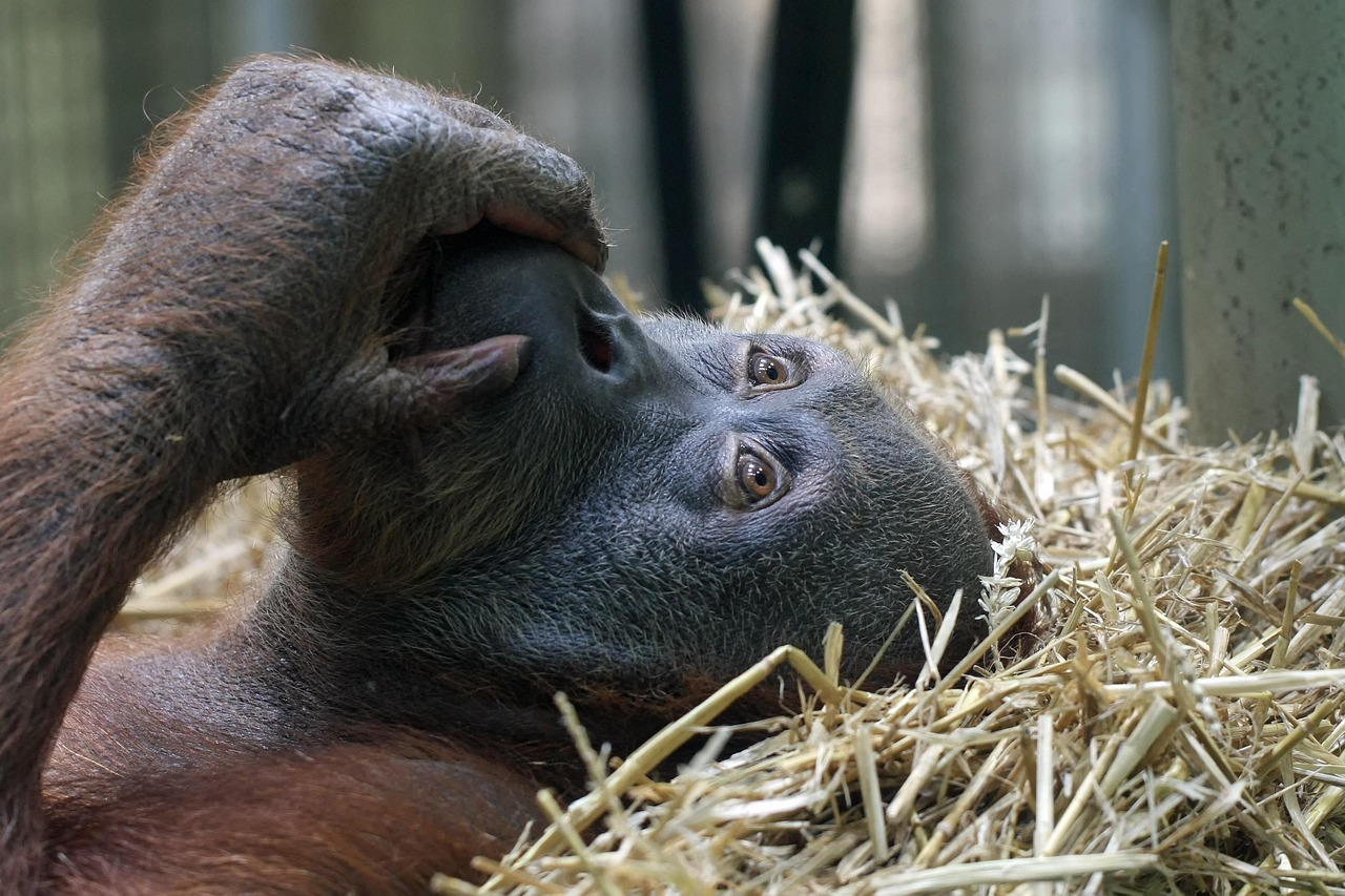 Orangutan rescue