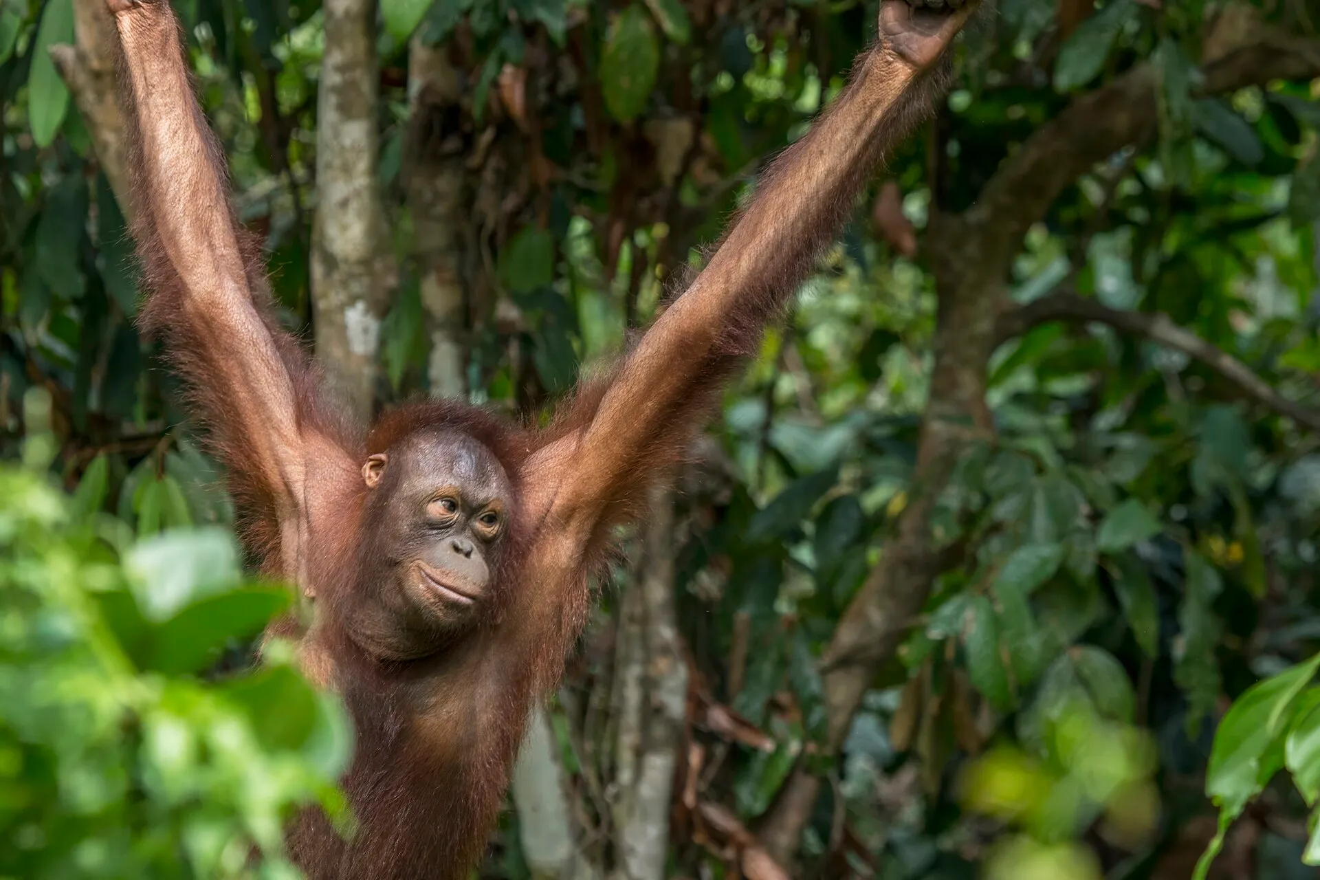 Orangutan in a rehabilitation sanctuary in Borneo, supported by WARN partner funding