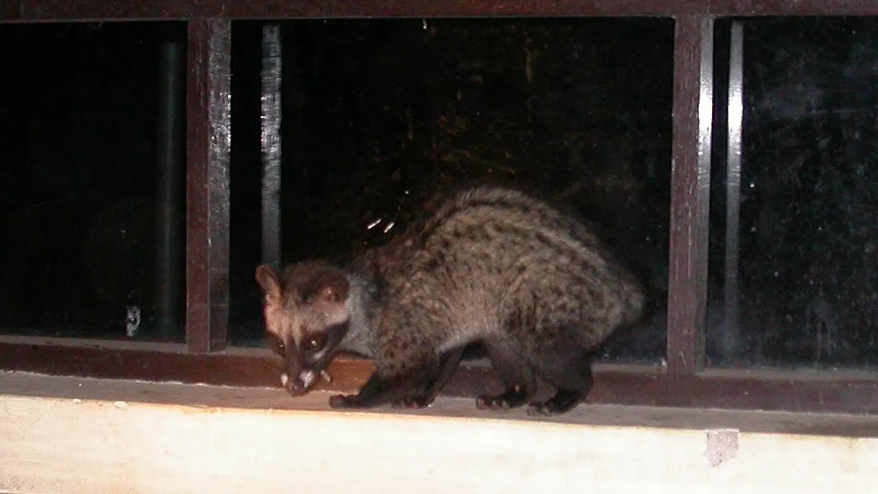 An Asian palm civet (Paradoxurus hermaphroditus), the species caged for commercial kopi luwak production