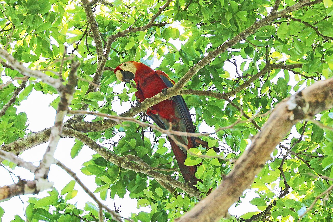 Ein Hellroter Ara zwischen belaubten Ästen in Costa Rica.