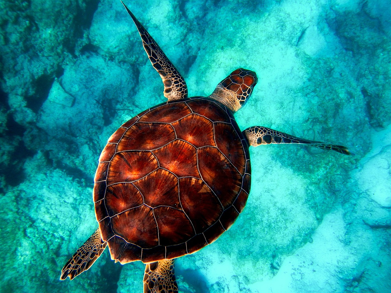 A sea turtle swimming near floating plastic debris in tropical waters