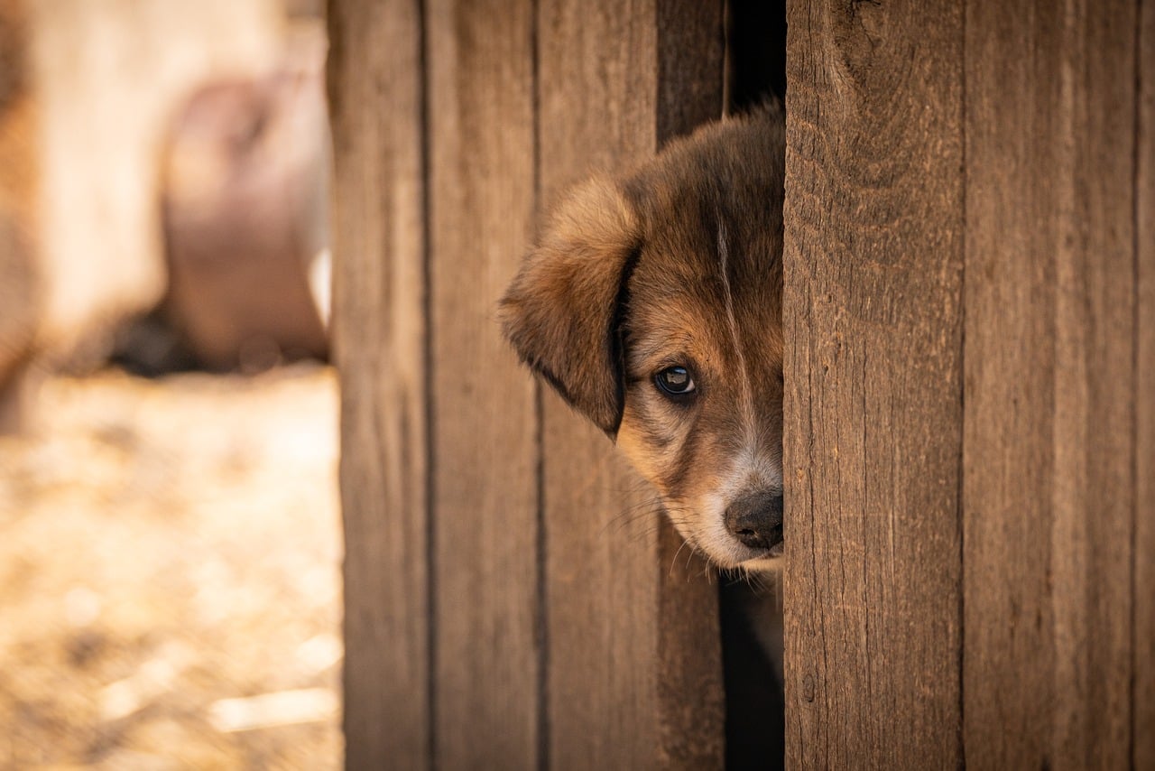 Street dogs waiting for care