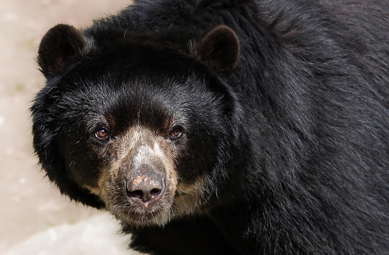 Spectacled bear in cloud forest sanctuary in South America