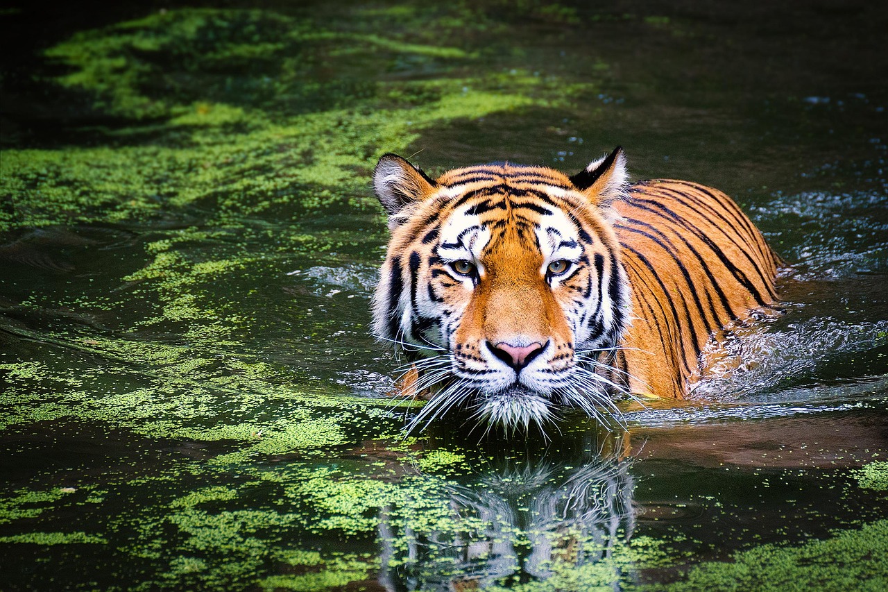 A wild tiger walking through dense tropical forest — one of the most iconic endangered species in WARN's working countries