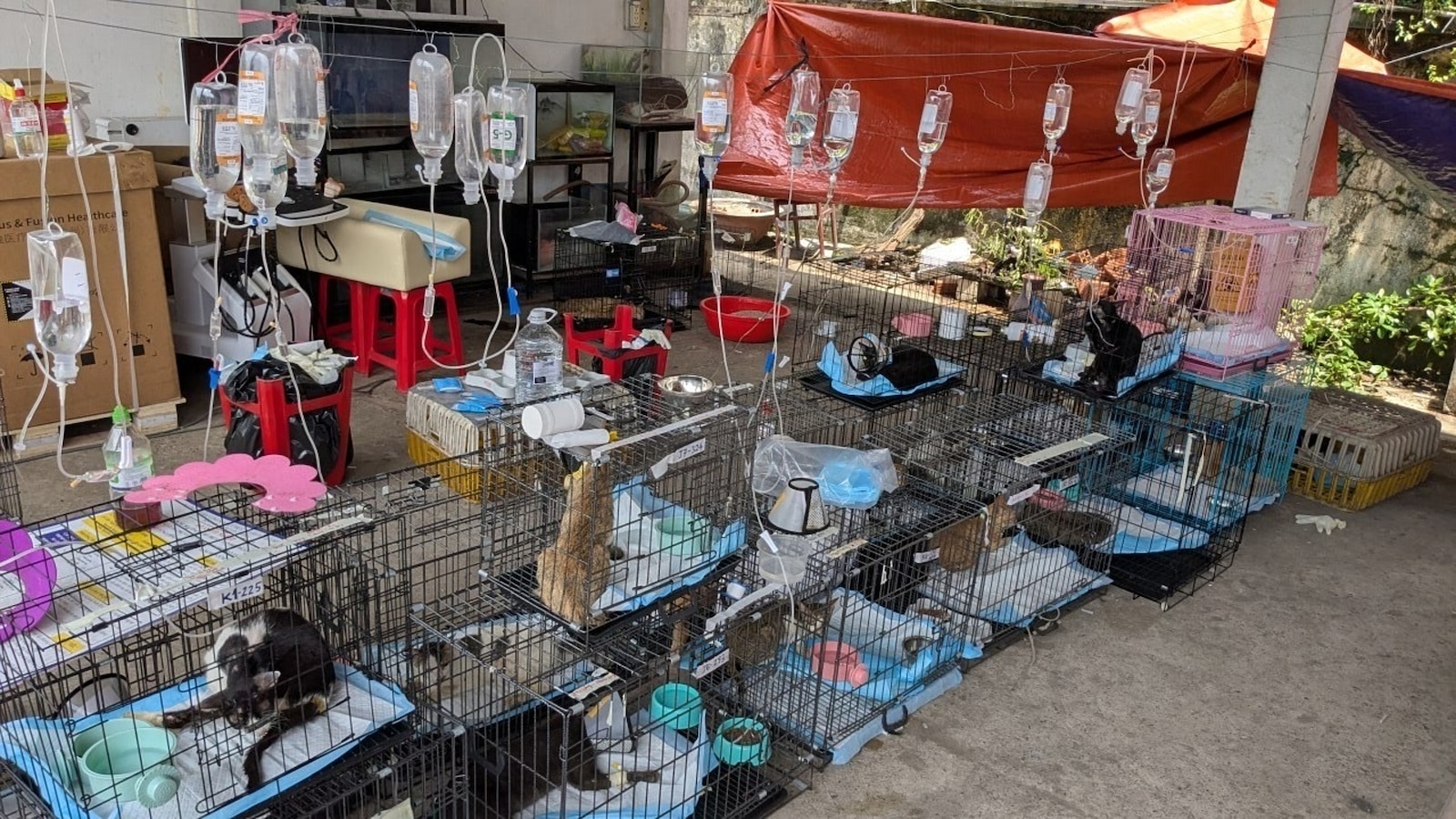 Rescued cats receiving intravenous fluids in wire cages at a temporary veterinary triage area