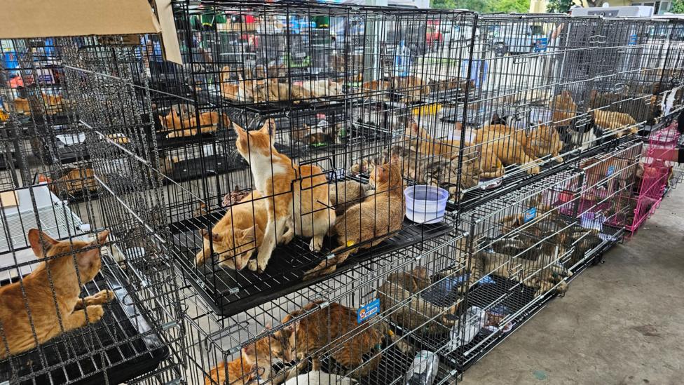 Rows of stacked pet cages holding rescued cats at an outdoor holding site in Vietnam