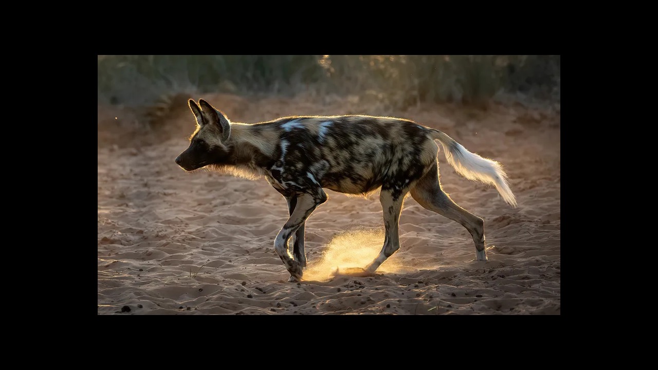 African wild dog with mottled coat in savanna