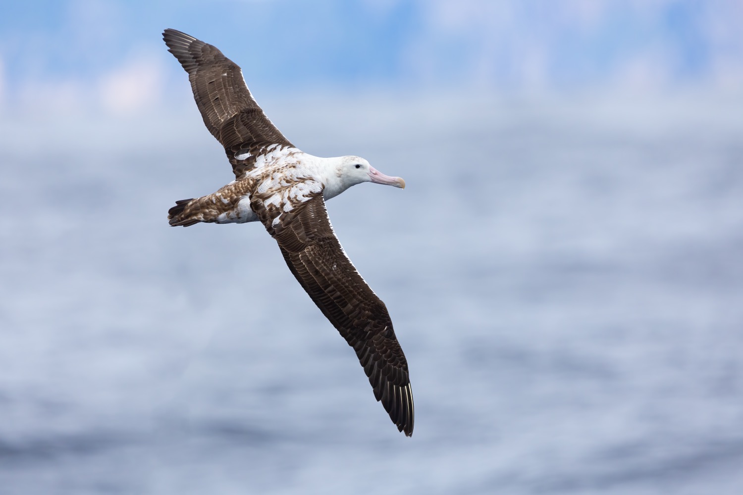 A wandering albatross gliding low over the open ocean on long, narrow outstretched wings, with a pale body, dark wingtips and a large pinkish bill.