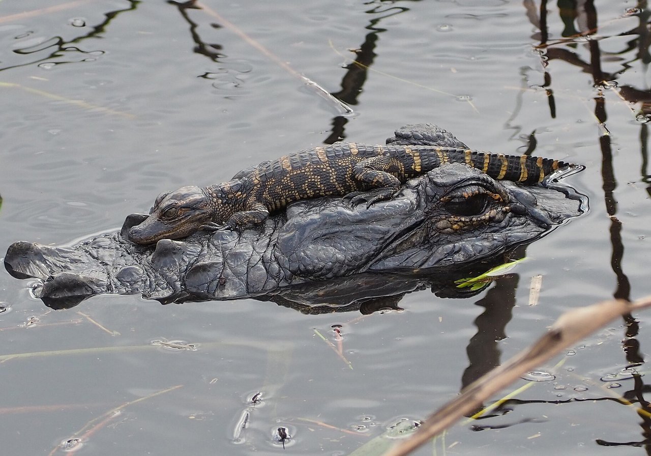 An American alligator resting at the water's edge with its armoured snout and eyes visible above the surface.