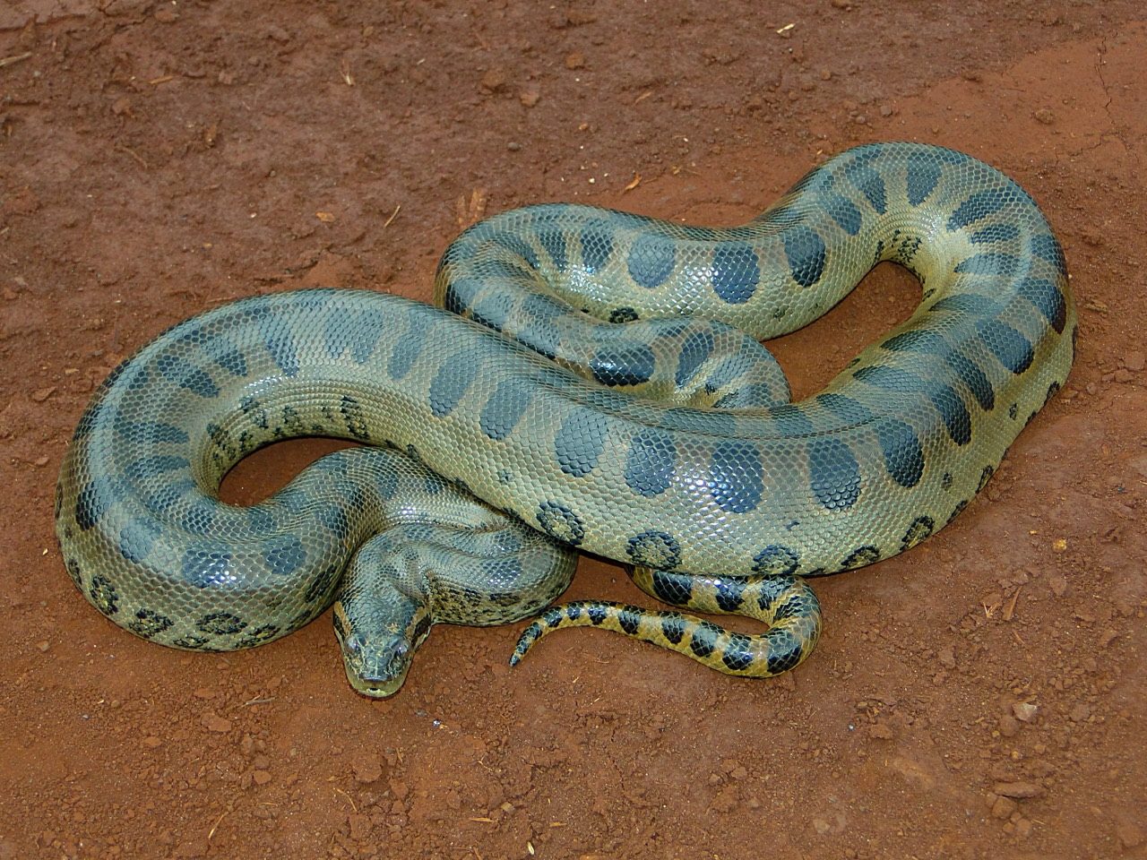 A massive olive-green Green Anaconda with black oval blotches coiled at the edge of a slow-moving Amazon wetland, its eyes and nostrils set high on the head as it lies half-submerged in dark water