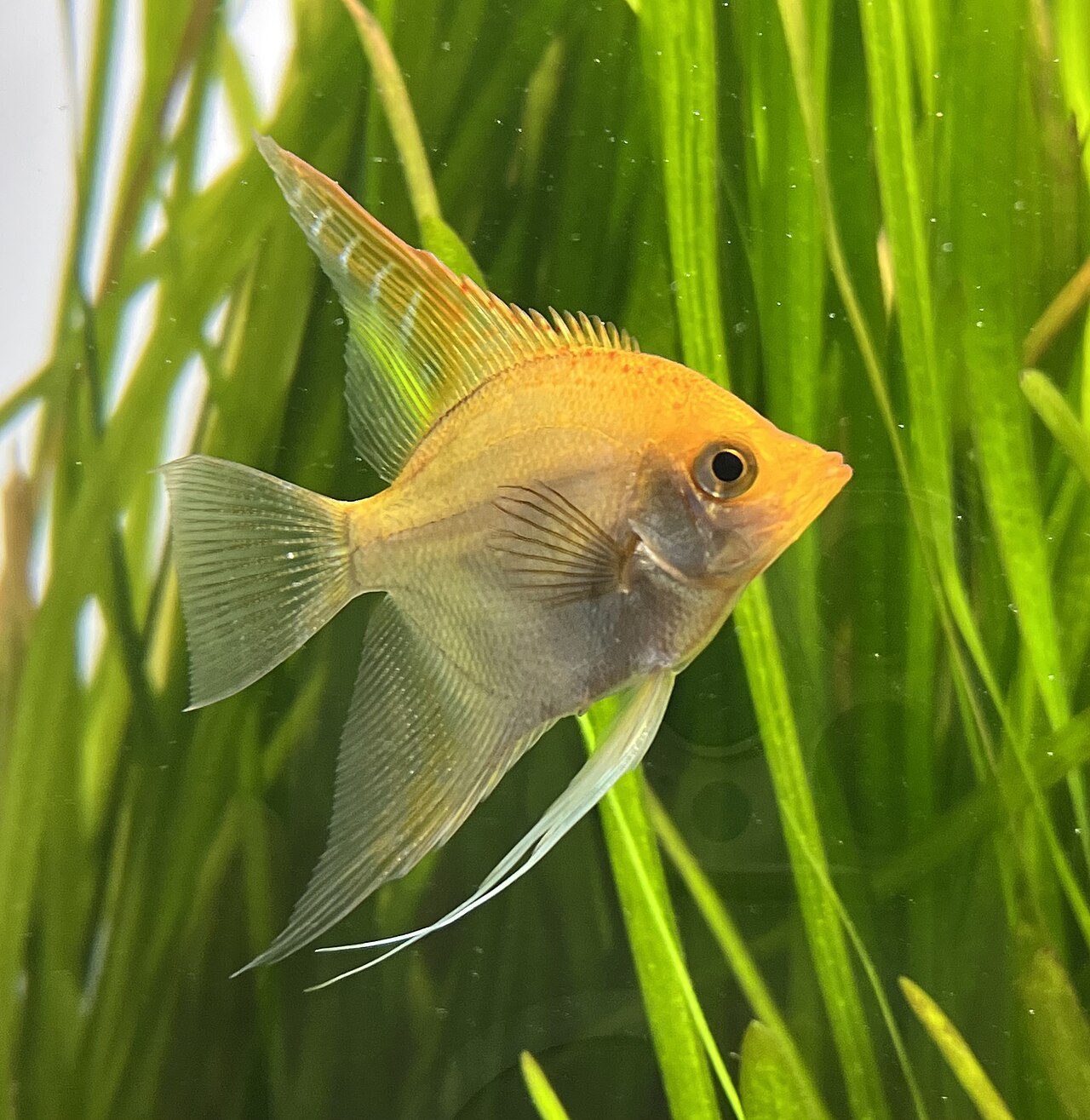 A silver freshwater angelfish with tall fins and dark vertical bars swimming among green aquarium plants.