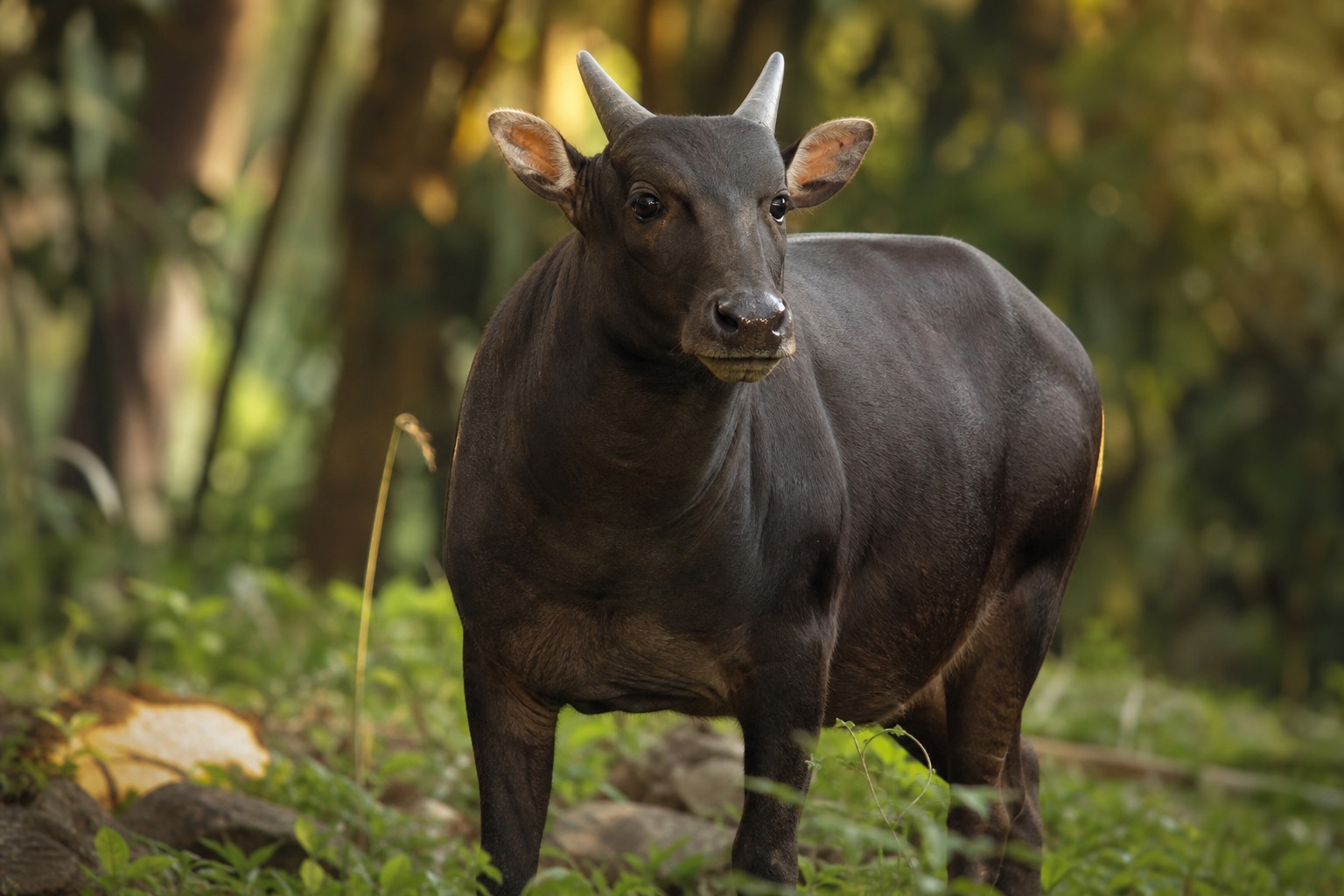 Lowland anoa, a small dark buffalo with short horns, standing in Sulawesi rainforest understorey