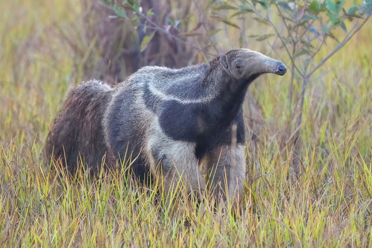 A Giant Anteater (Myrmecophaga tridactyla) standing alert in open grassland at Encontro das Águas State Park, Brazil, showing its characteristic long tubular snout, bushy tail, and bold black-and-white shoulder stripe.