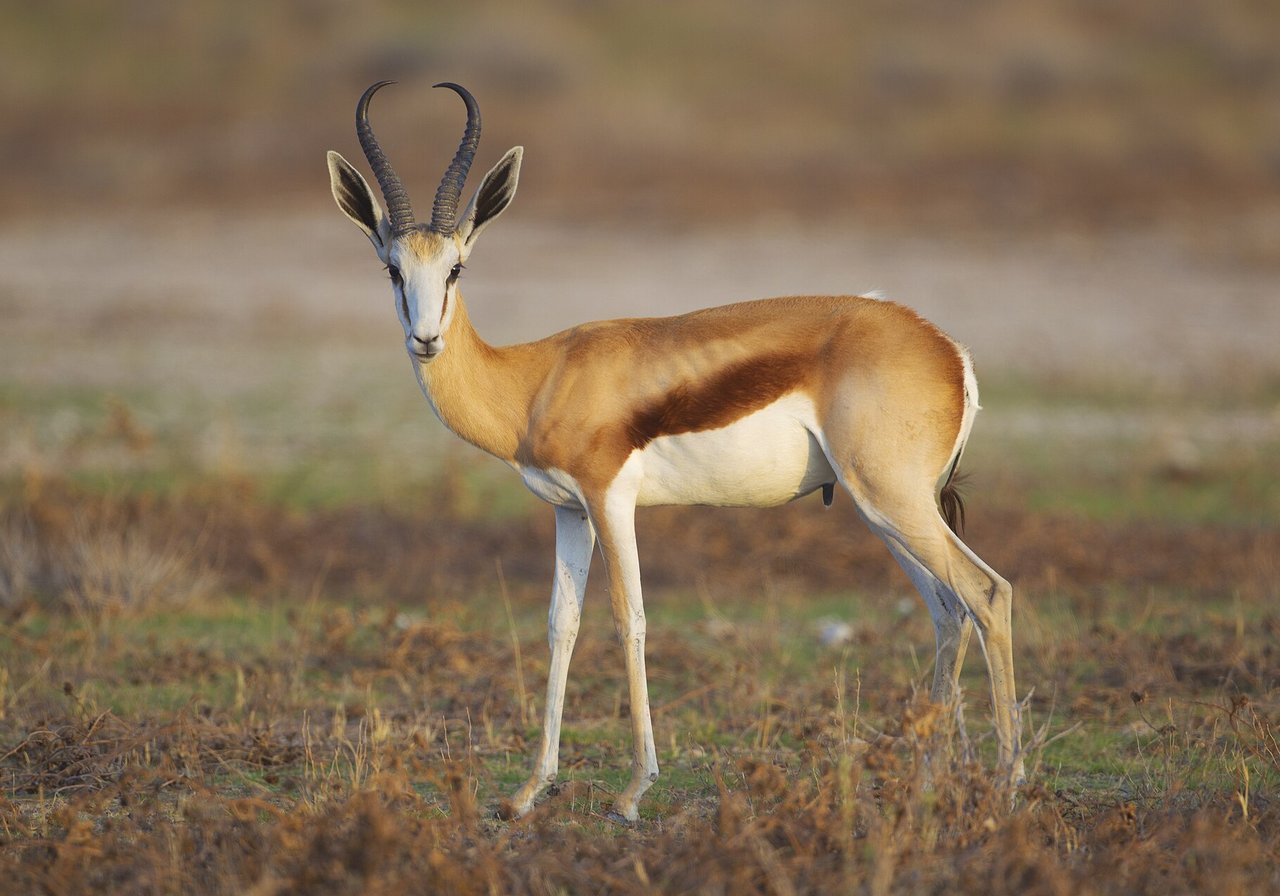 Mixed herd of African antelope species — impala, wildebeest and gazelle — grazing together on golden savanna plains at sunrise.