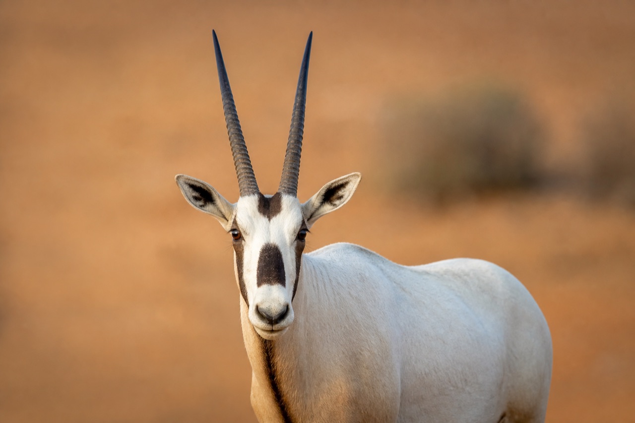 Arabian oryx with long straight white horns and pale coat standing on sandy desert plain under harsh midday sun