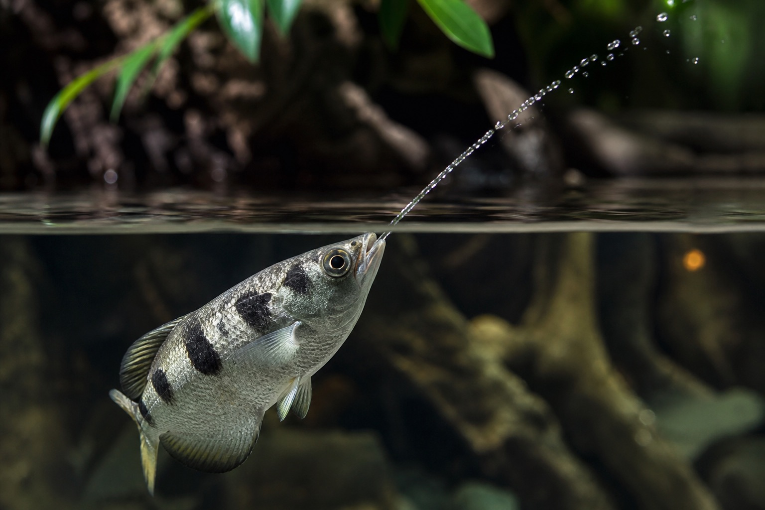 Banded archerfish with silver flank bands swimming just below the surface in a mangrove estuary