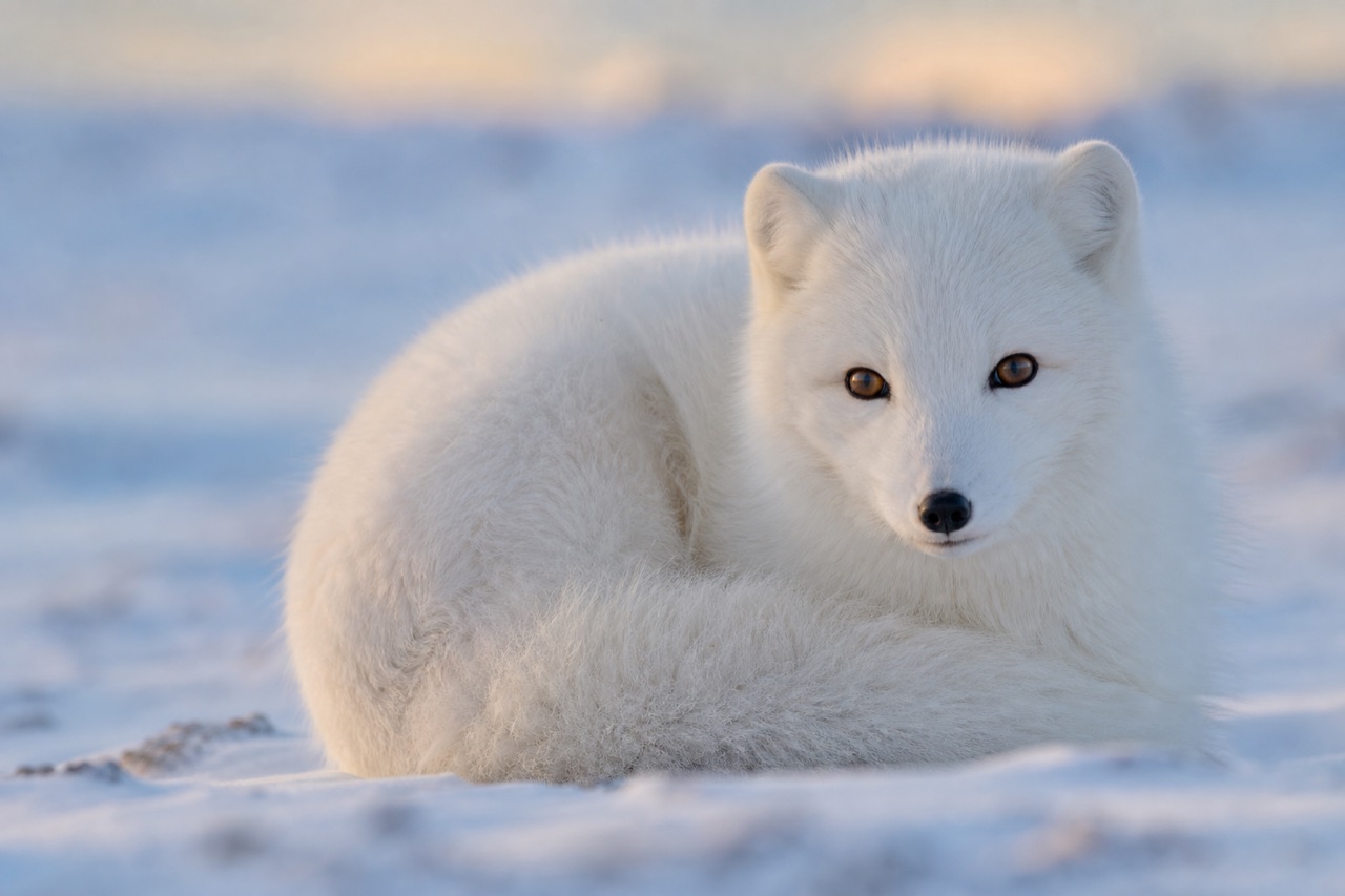 Arctic fox in thick white winter coat on tundra snow