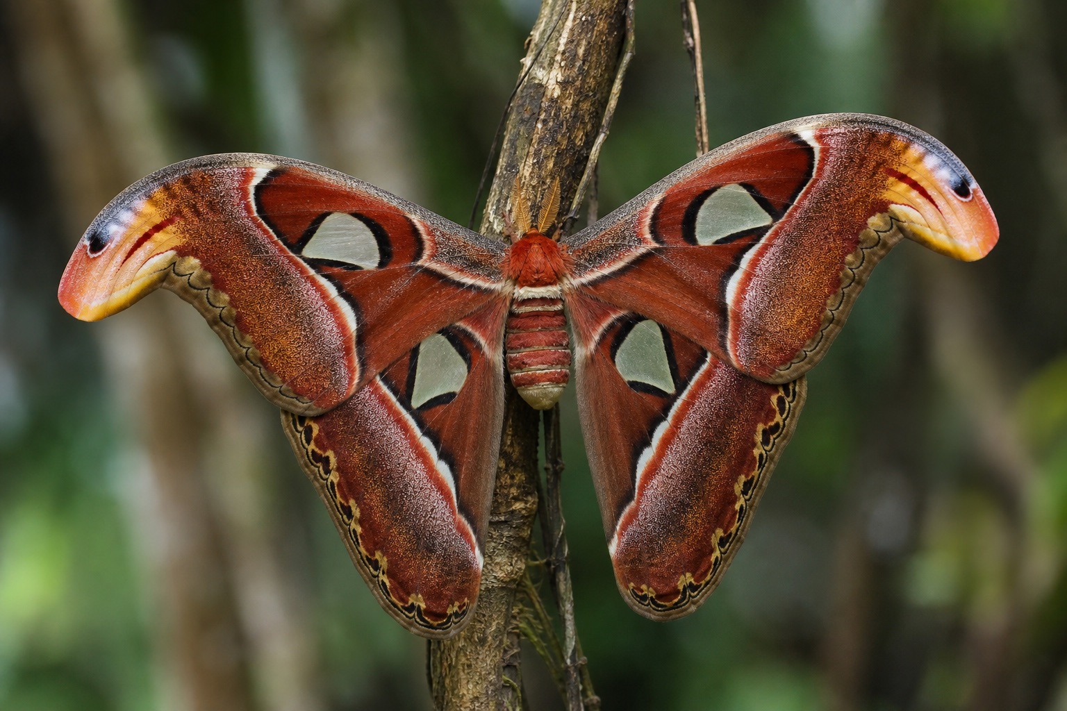 Atlas moth with vast patterned wings and snake-head wingtips resting on tropical vegetation