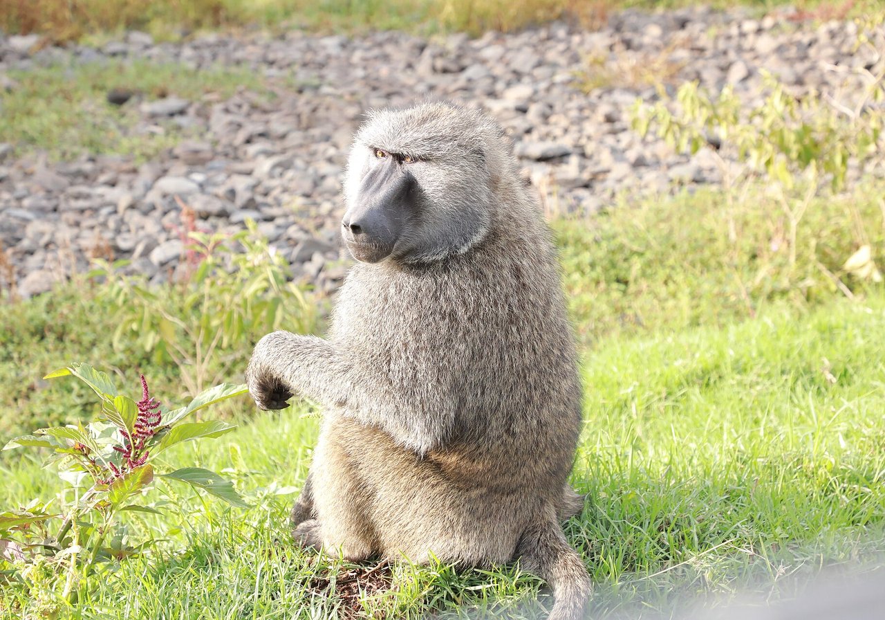 An olive baboon with a dog-like muzzle and thick fur sitting on savanna grassland, a juvenile clinging to its side.