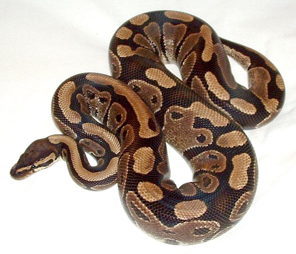A ball python with brown and gold blotched markings coiled on a wooden surface, head resting on its coils.
