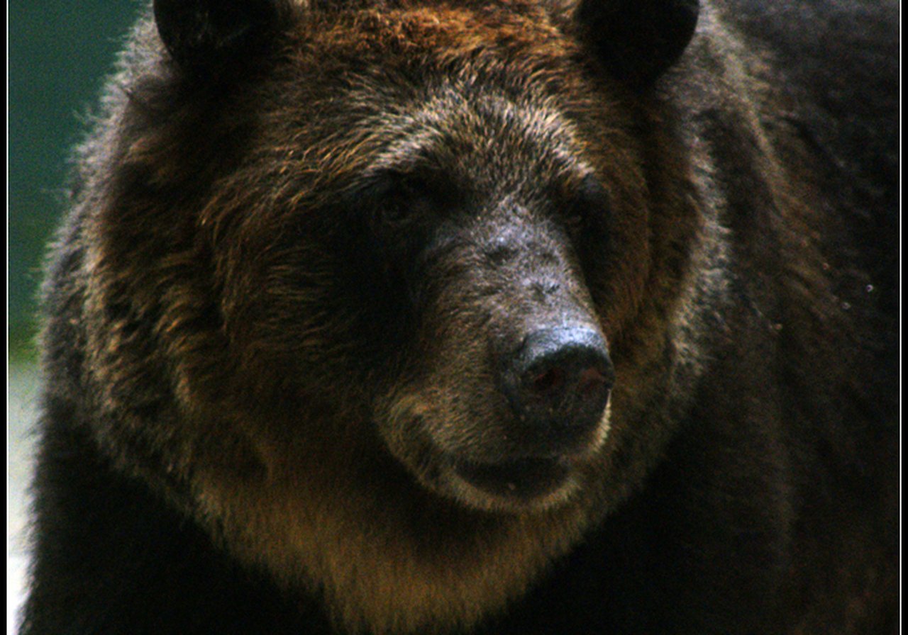 A brown bear standing on a riverbank during salmon season, water dripping from its fur, forested mountains behind.