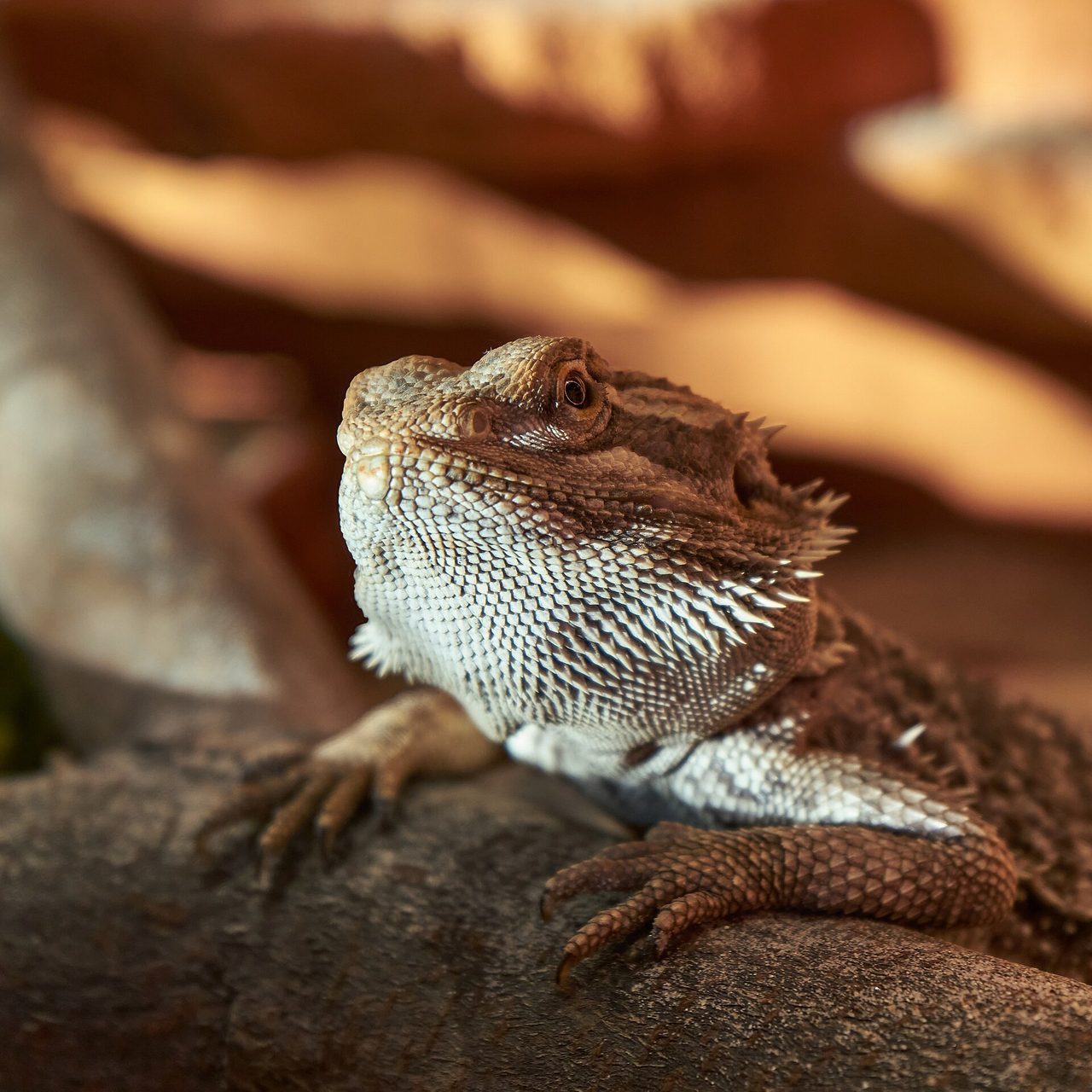 A central bearded dragon (Pogona vitticeps) perched on a log, displaying its characteristic spiny scales and beard in a sharp, close-up portrait.
