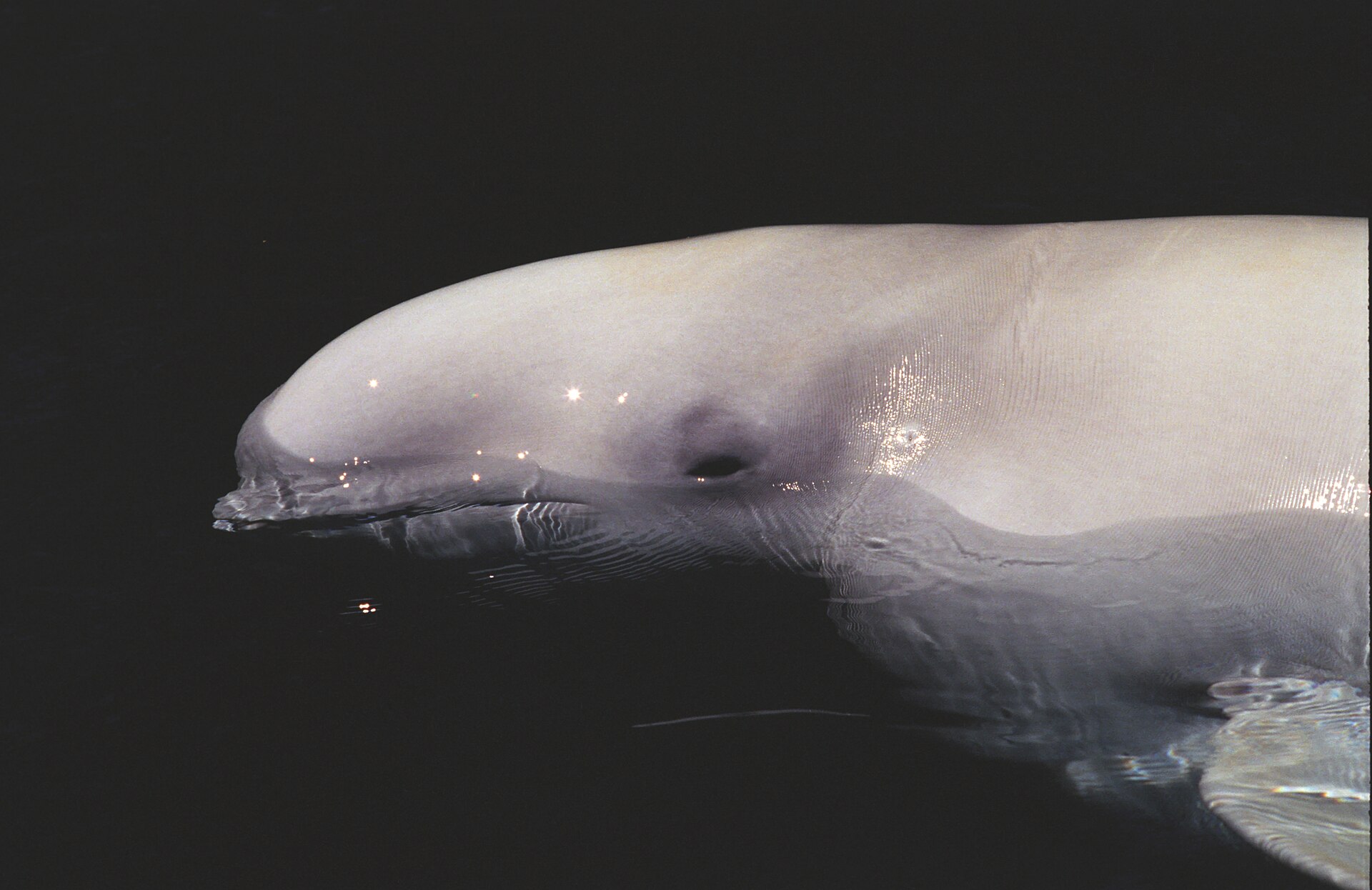 A beluga whale (Delphinapterus leucas) surfaces at the water line, its distinctive white rounded head and melon clearly visible against a dark background in a close-up side-on portrait.