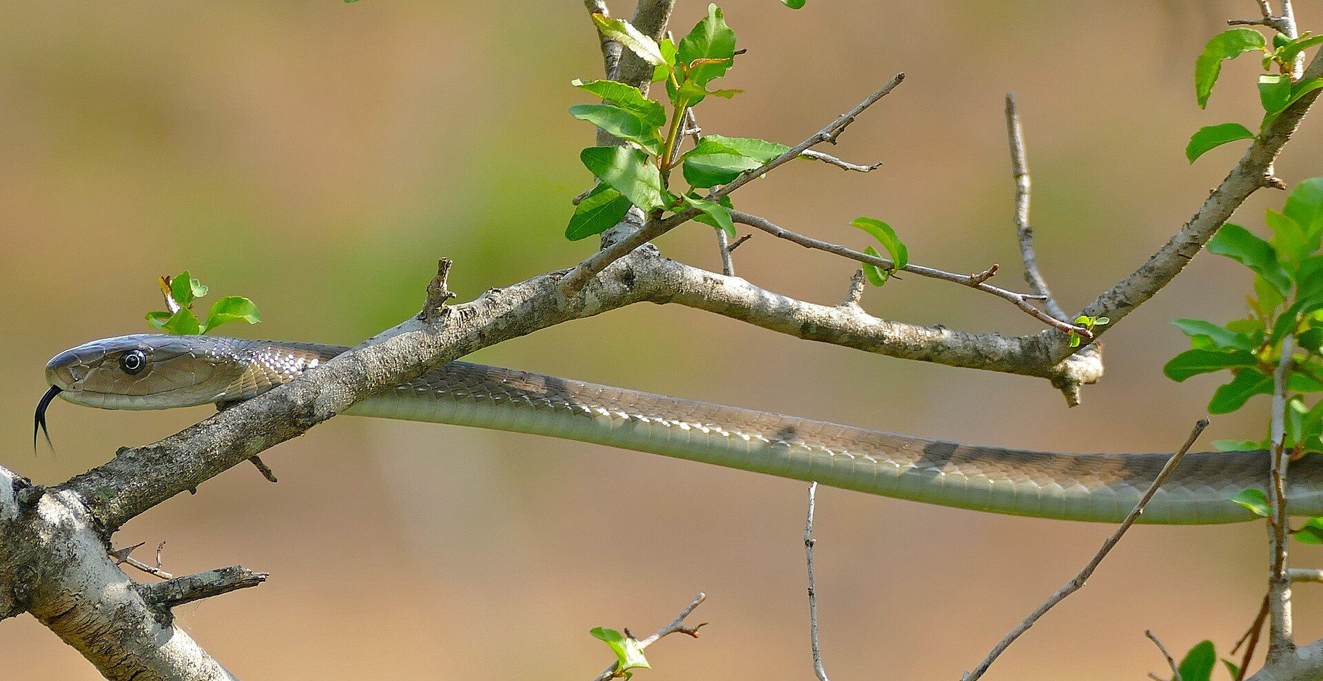 A juvenile black mamba (Dendroaspis polylepis) draped across wild tree branches in its natural savanna habitat, its slender grey-brown body and characteristic narrow head clearly visible against a blurred golden background.