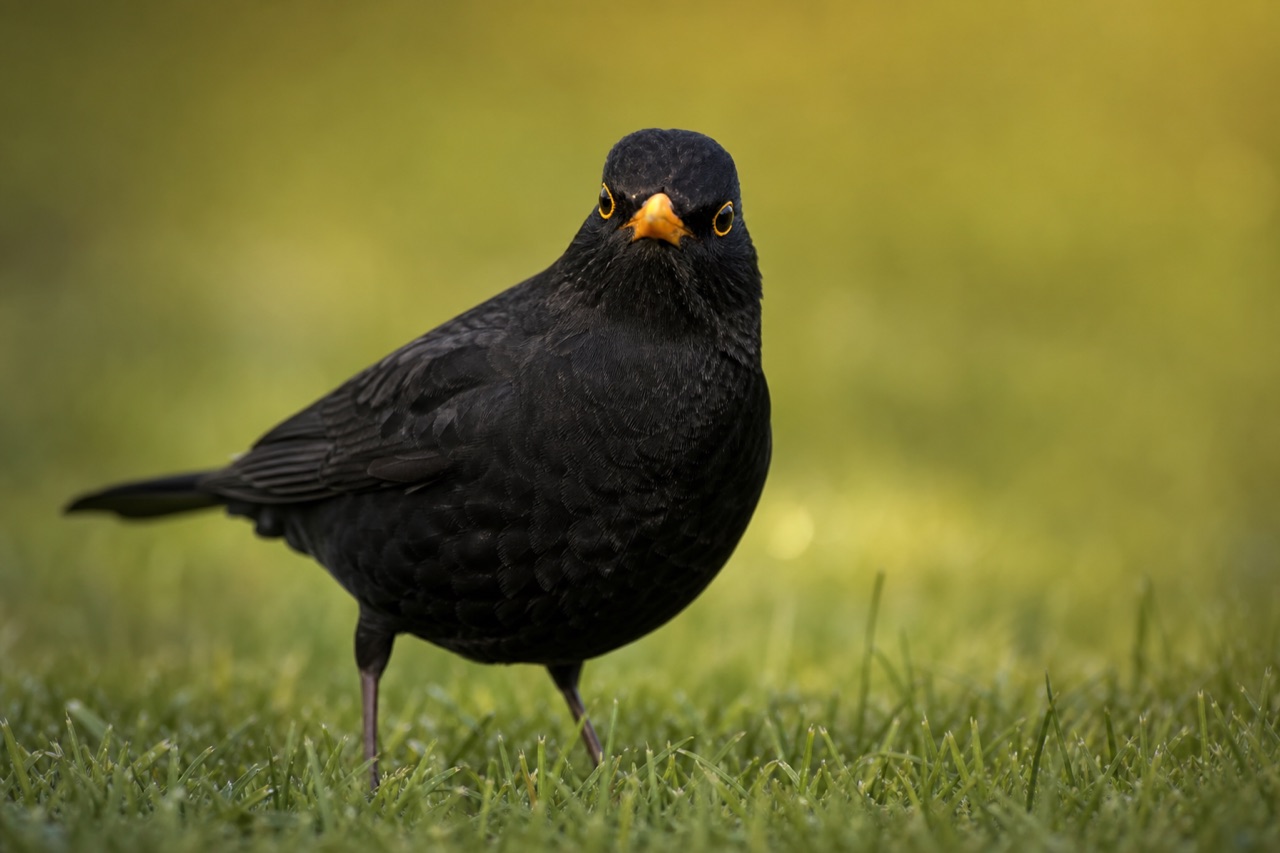 Male blackbird with glossy black plumage and bright orange-yellow bill standing on a lawn beside a garden flower bed