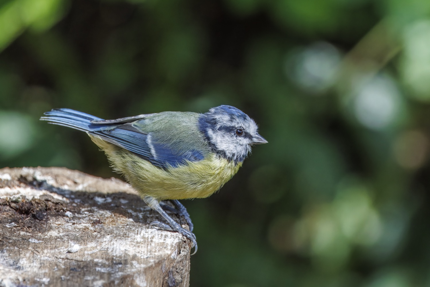 A small Eurasian blue tit with a sky-blue cap, white cheeks, a dark eye-stripe and a bright yellow breast, perched on a slender twig.