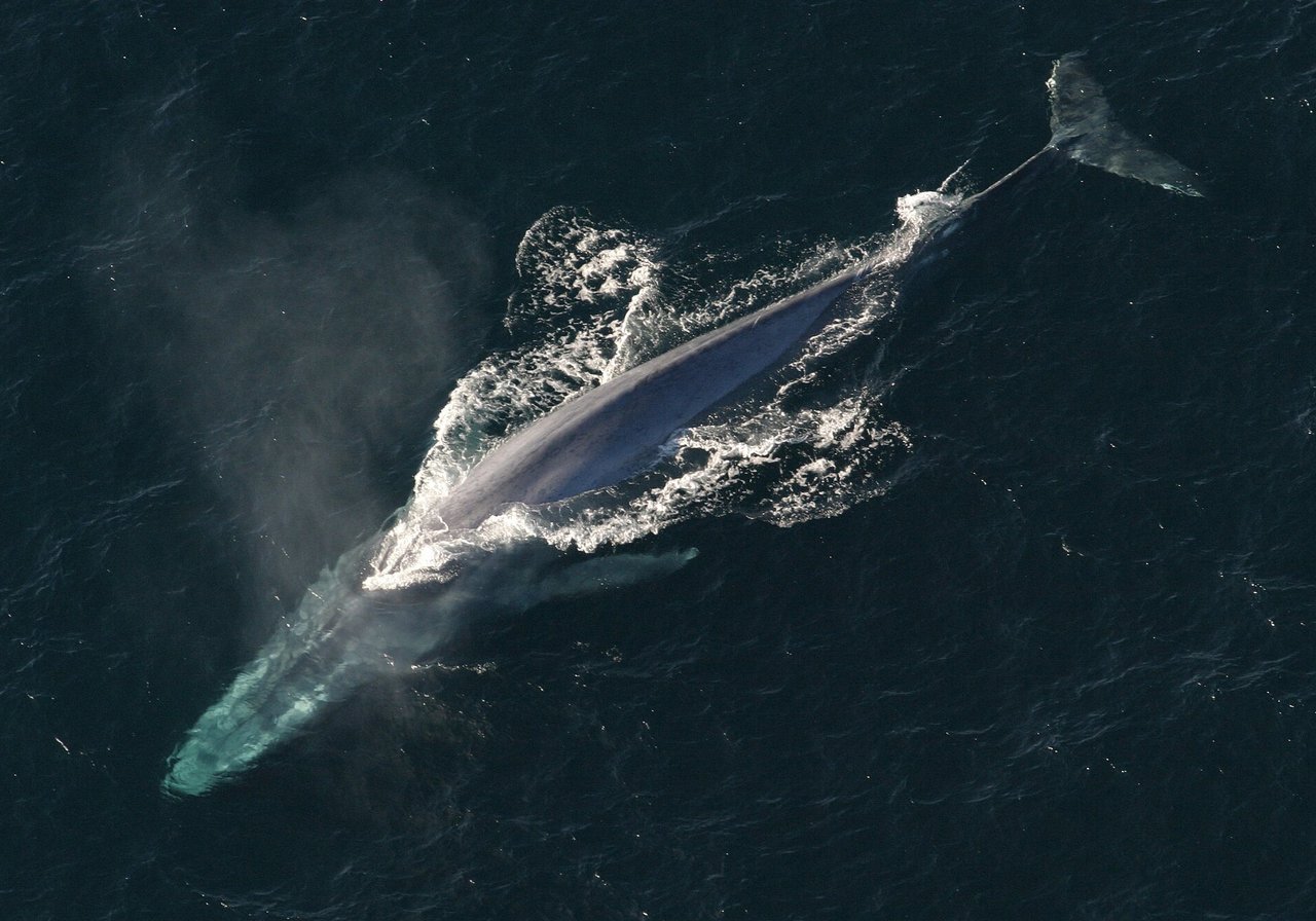 A blue whale surfacing in open ocean, its mottled blue-grey body dwarfing the surrounding water.