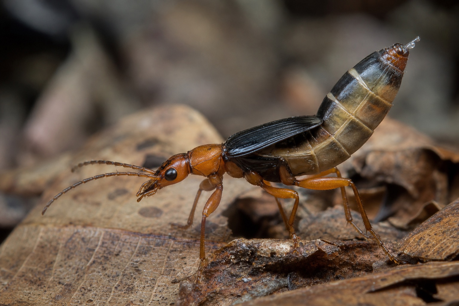 Bombardier beetle with dark metallic wing covers on forest leaf litter, abdomen tip angled toward a threat
