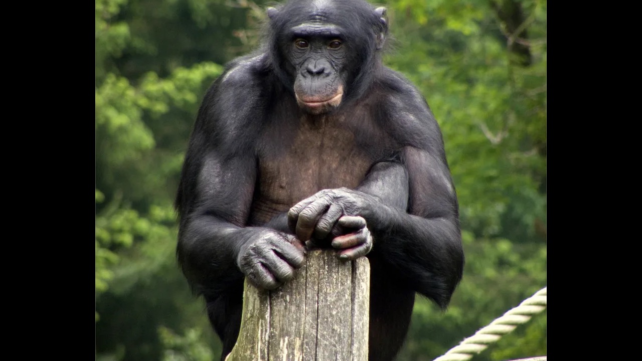 Bonobo resting in lush Congo rainforest canopy
