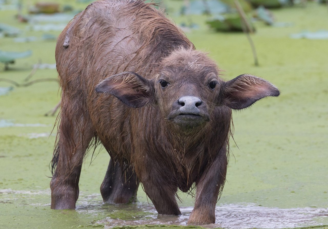 An African buffalo with a heavy bossed horn and dark coat standing in savanna grassland beside a waterhole.