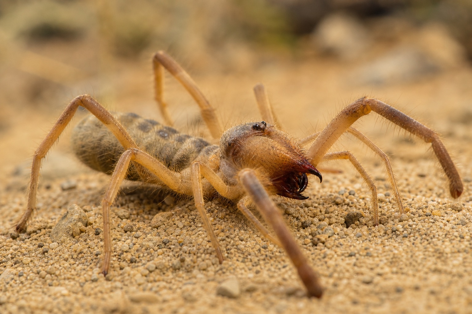Solifugid camel spider with large chelicerae and hairy legs on desert sand, body length modest relative to leg span