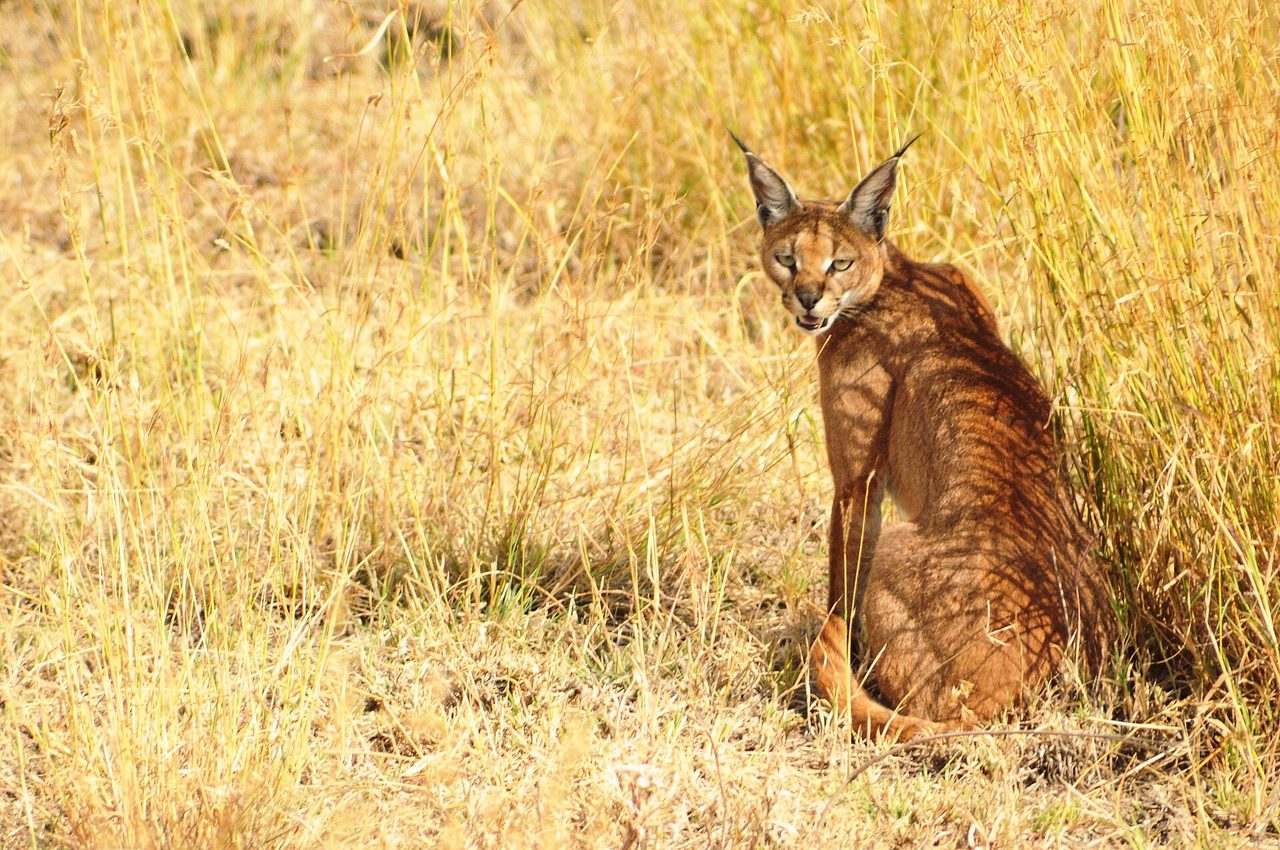 A wild caracal (Caracal caracal) sitting upright in tall golden grassland, turning to look back at the camera, its distinctive long black ear tufts clearly visible.