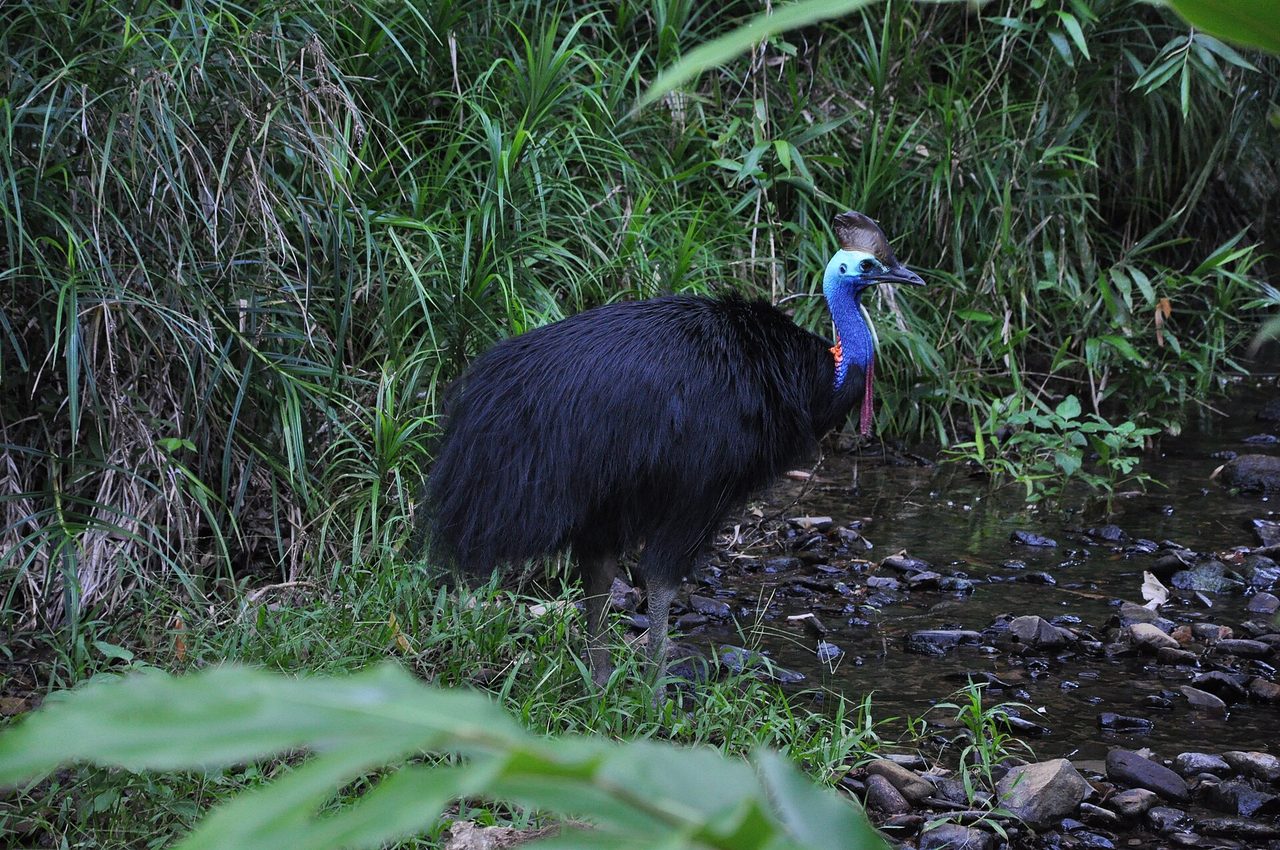 A southern cassowary (Casuarius casuarius) standing beside a rocky stream in dense rainforest vegetation, showing its distinctive blue and red neck, brown casque, and glossy black plumage.