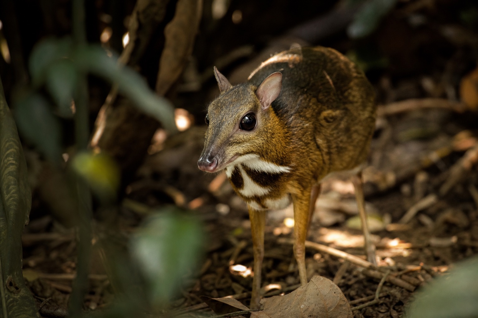 Chevrotain mouse-deer with tiny delicate legs and fanged upper canines in tropical understorey