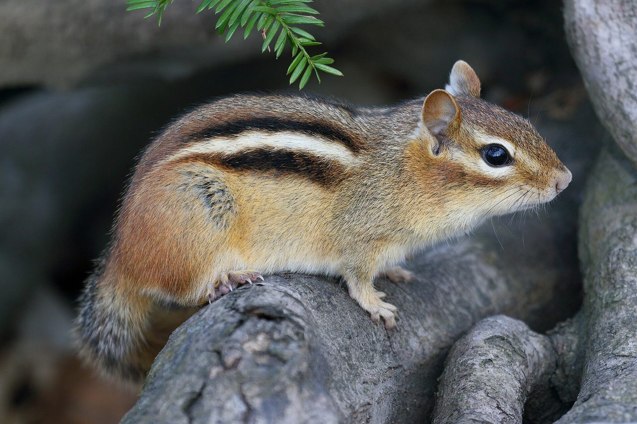 An eastern chipmunk (Tamias striatus) perched on tree roots, showing its characteristic reddish-brown fur with bold black and white dorsal stripes along its back.