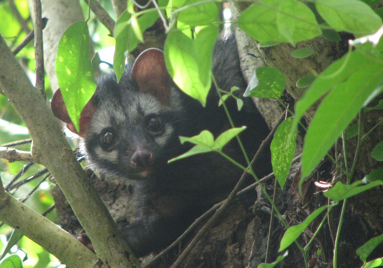 An African civet with a masked face, spotted coat and erect black dorsal crest walking along a forest path at night.