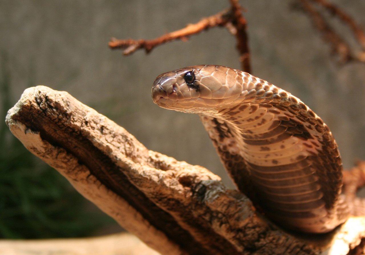 A cobra with hood expanded, standing tall on a third of its body length, facing forward with alert posture.