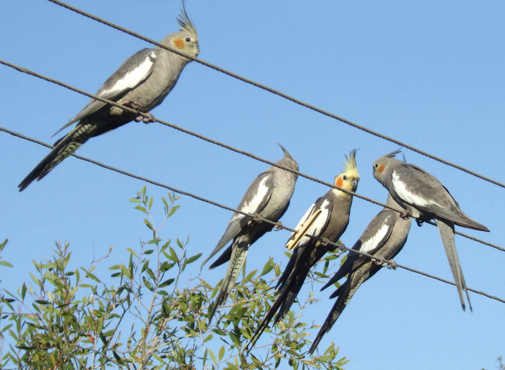 A grey cockatiel with an orange cheek patch and raised crest perched on a branch against a plain background.