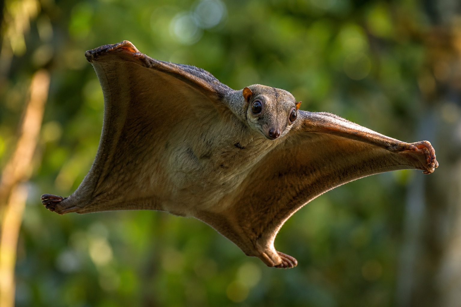 Sunda colugo clinging to a tree trunk showing the extensive gliding membrane between limbs and tail