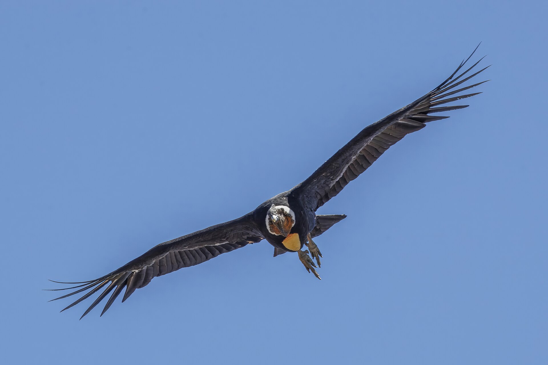 An adult male Andean condor (Vultur gryphus) soars with wings fully spread against a clear blue sky near Farellones, Chile, displaying its distinctive black plumage, white neck ruff, and bare orange-yellow head.