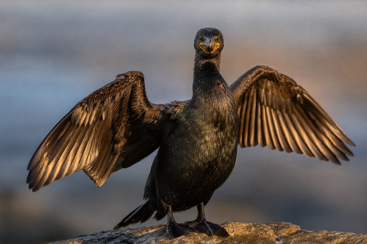 Great cormorant with black plumage and hooked bill standing on a rocky outcrop with wings outstretched to dry