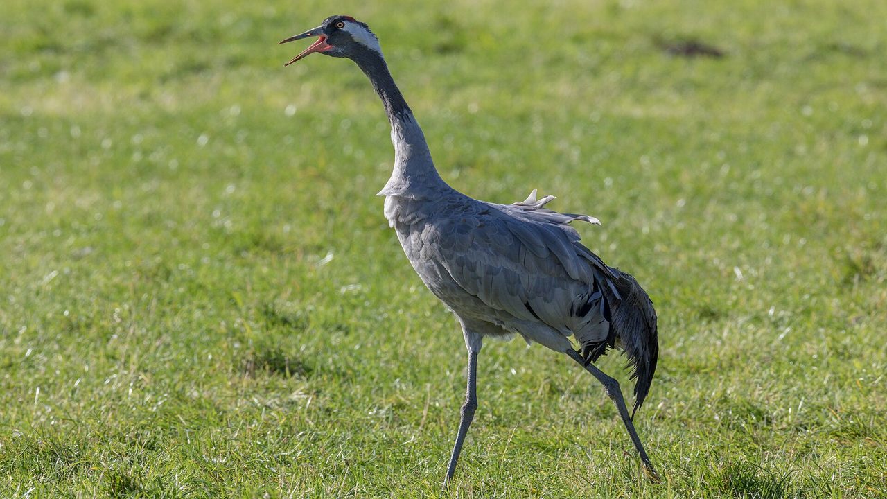 A common crane (Grus grus) stands on a green grass meadow with its beak open, calling, showing its grey plumage and the distinctive red crown patch.