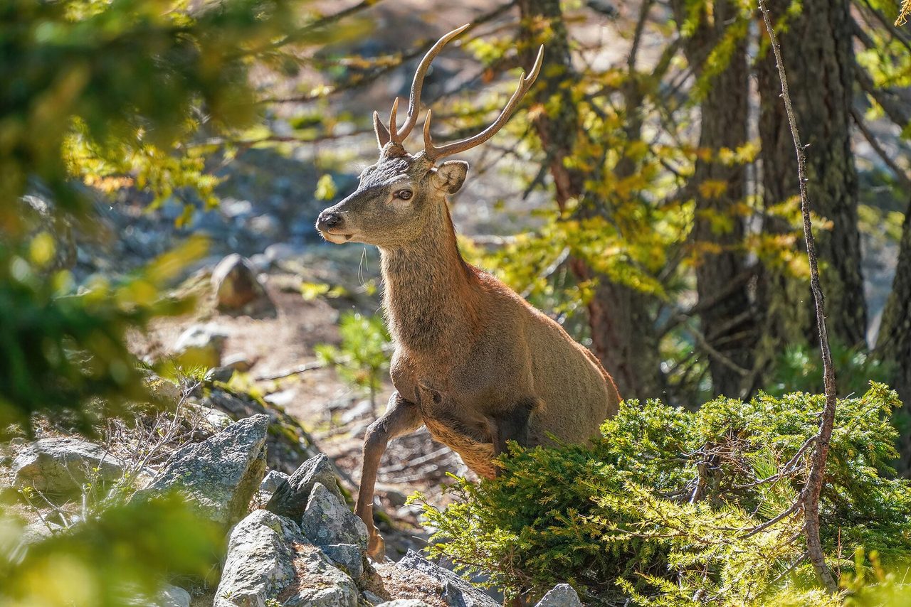 A wild red deer stag (Cervus elaphus) steps through rocky alpine forest in Switzerland, antlers raised, surrounded by pine trees and green shrubs in bright natural light.