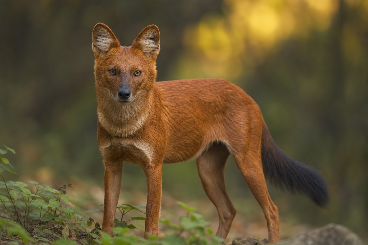 Dhole with russet coat and dark bushy tail standing alert in dense South Asian monsoon forest understorey